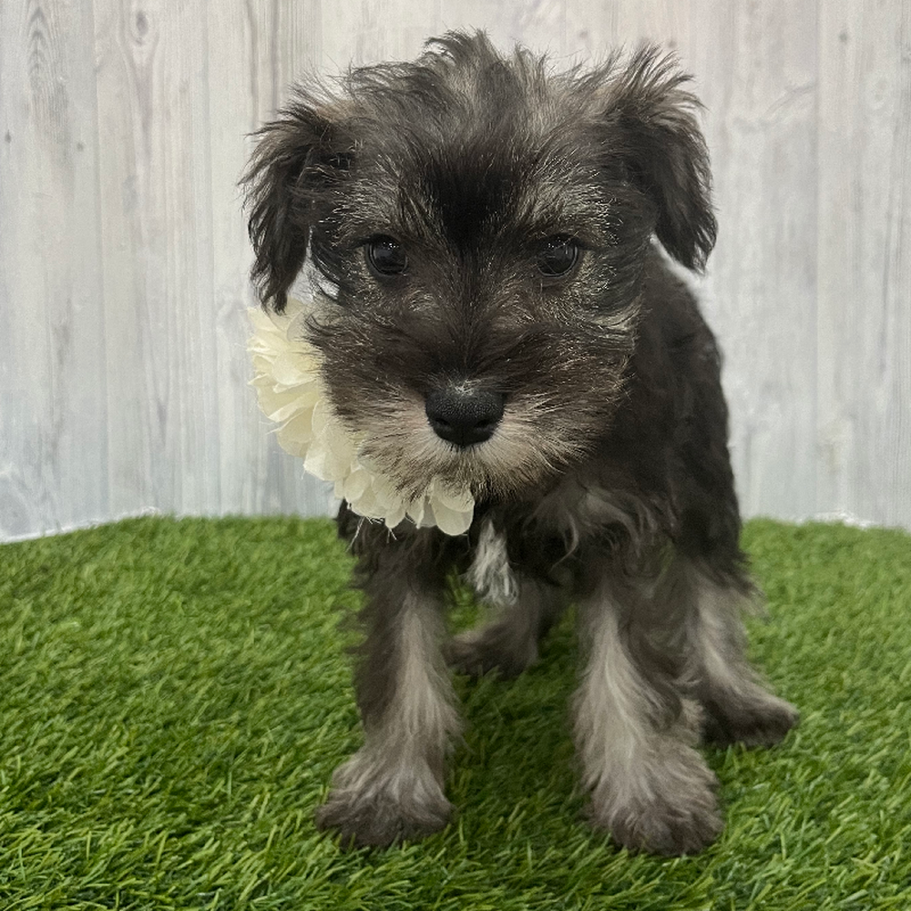 Female Miniature Schnauzer Puppy for Sale in Braintree, MA