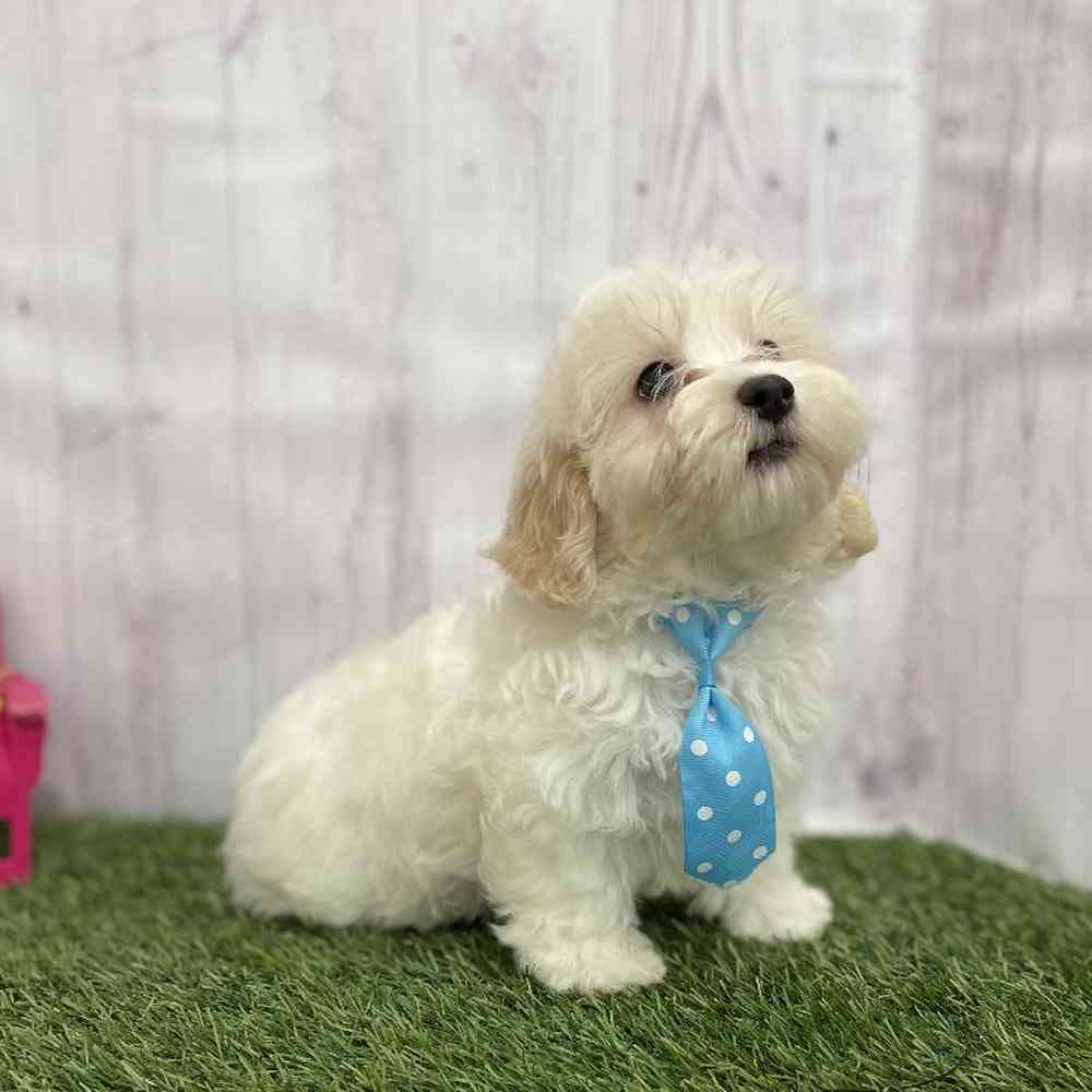 Male Malti-Poo Puppy for Sale in Braintree, MA