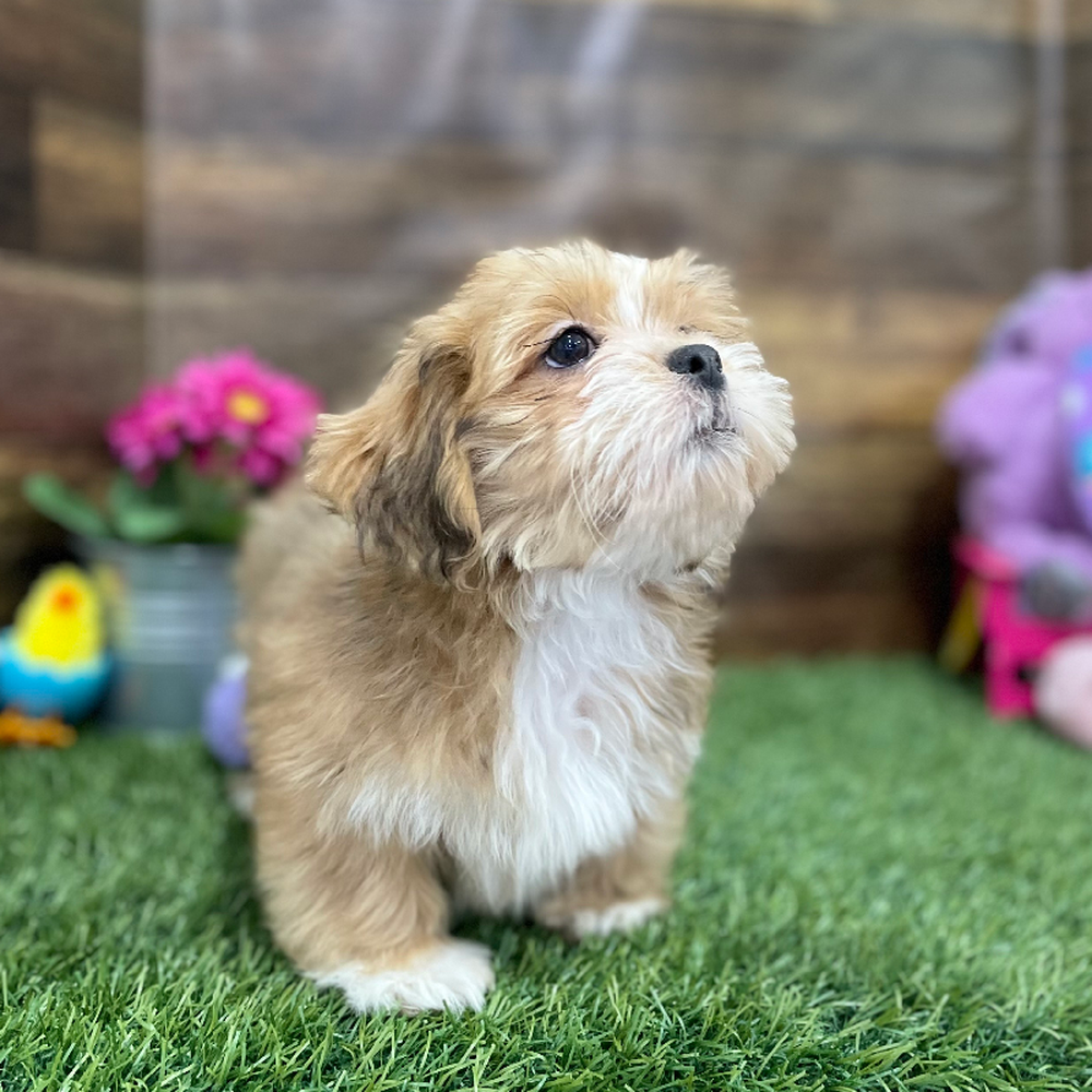Male Lhasa Apso Puppy for Sale in Braintree, MA