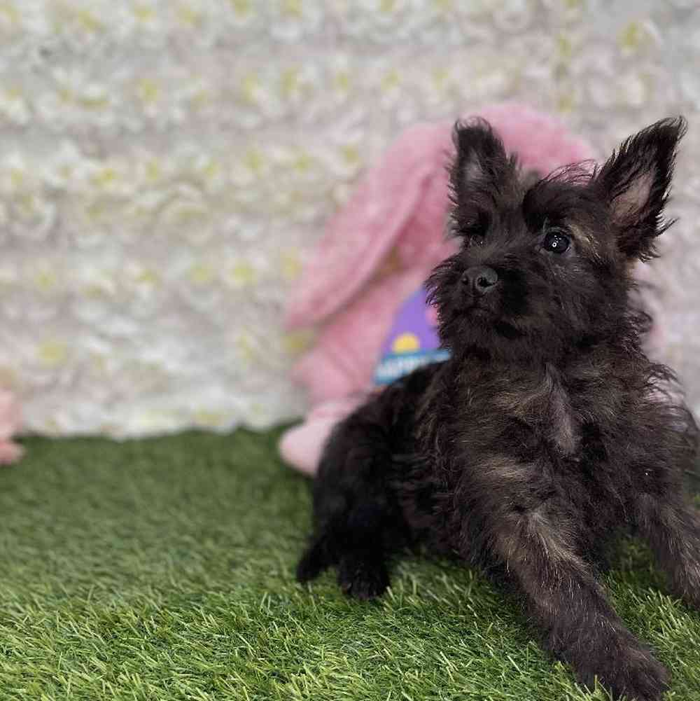 Female Cairn Terrier Puppy for Sale in Braintree, MA