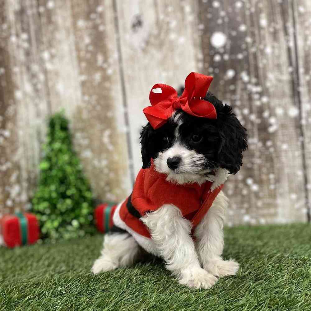 Female Cavapoo Puppy for Sale in Braintree, MA