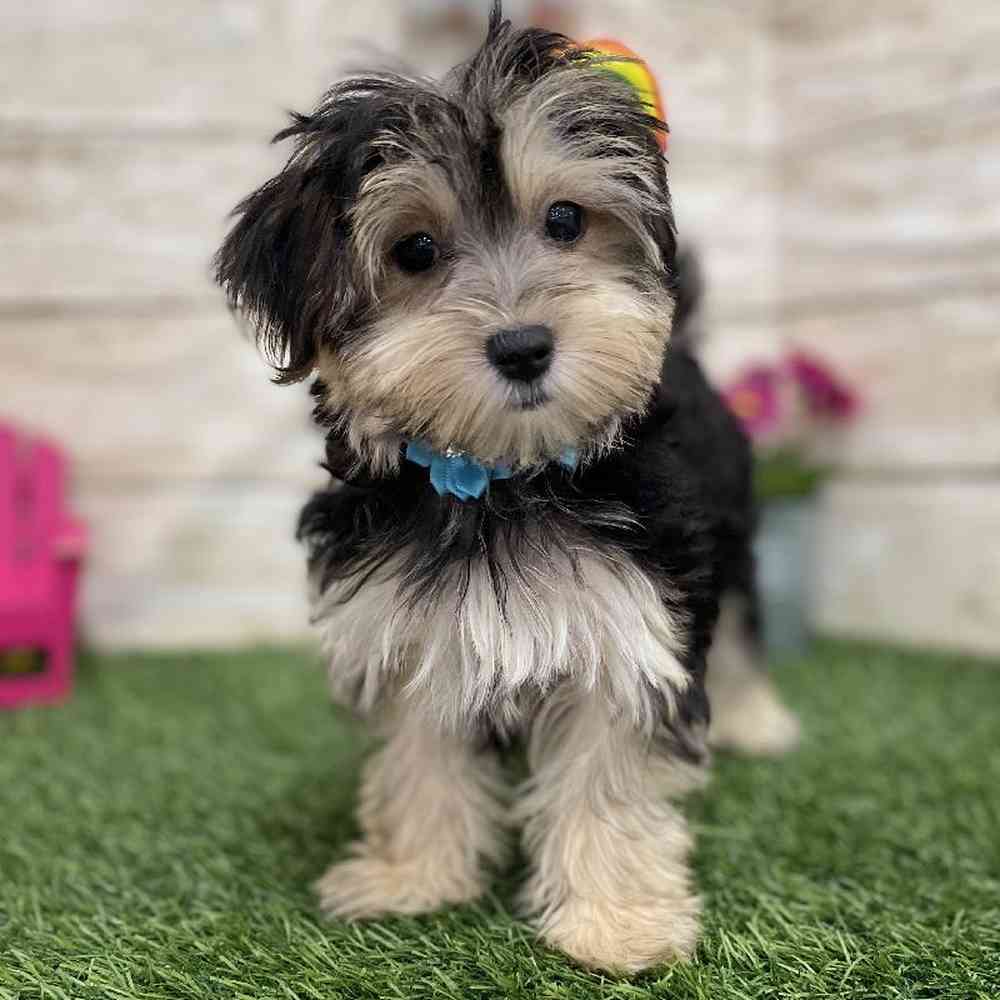 Female Morkie Puppy for Sale in Braintree, MA