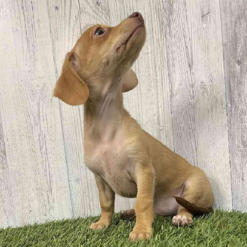 Female Chiweenie Puppy for sale