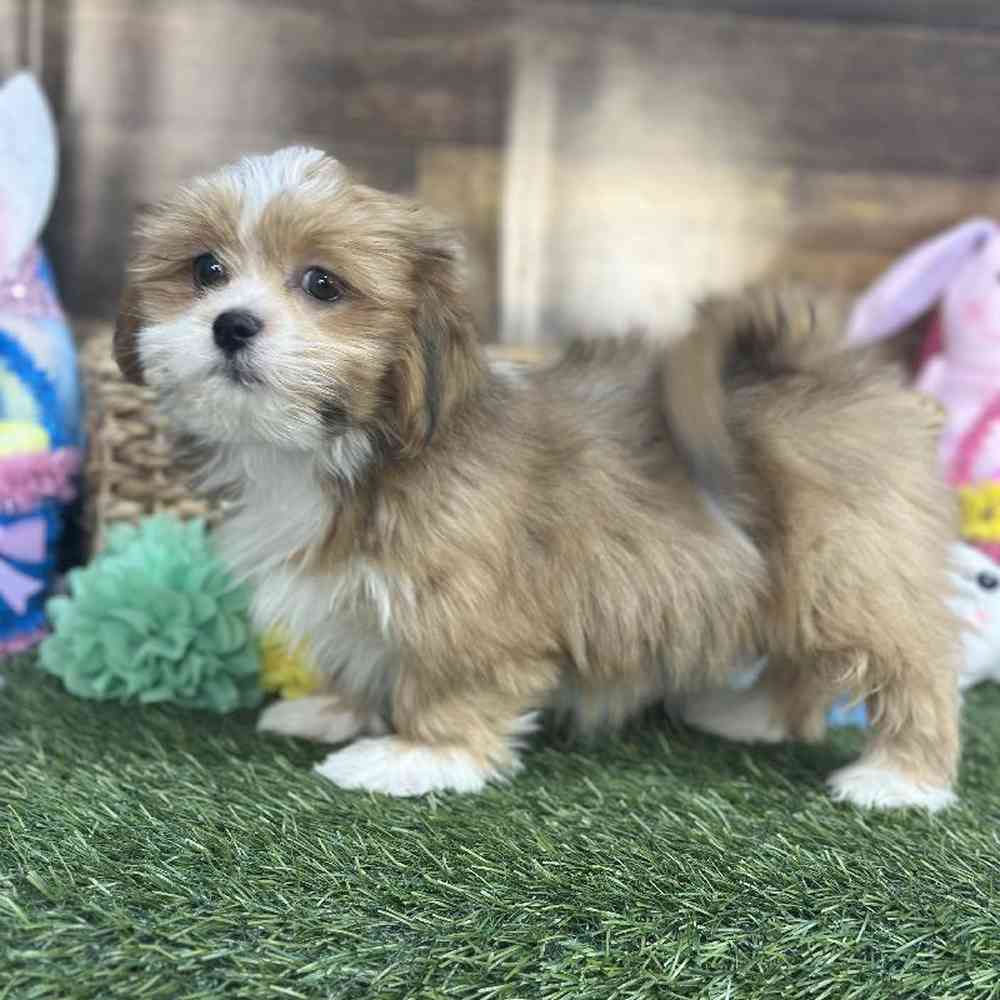 Female Lhasa Apso Puppy for Sale in Saugus, MA