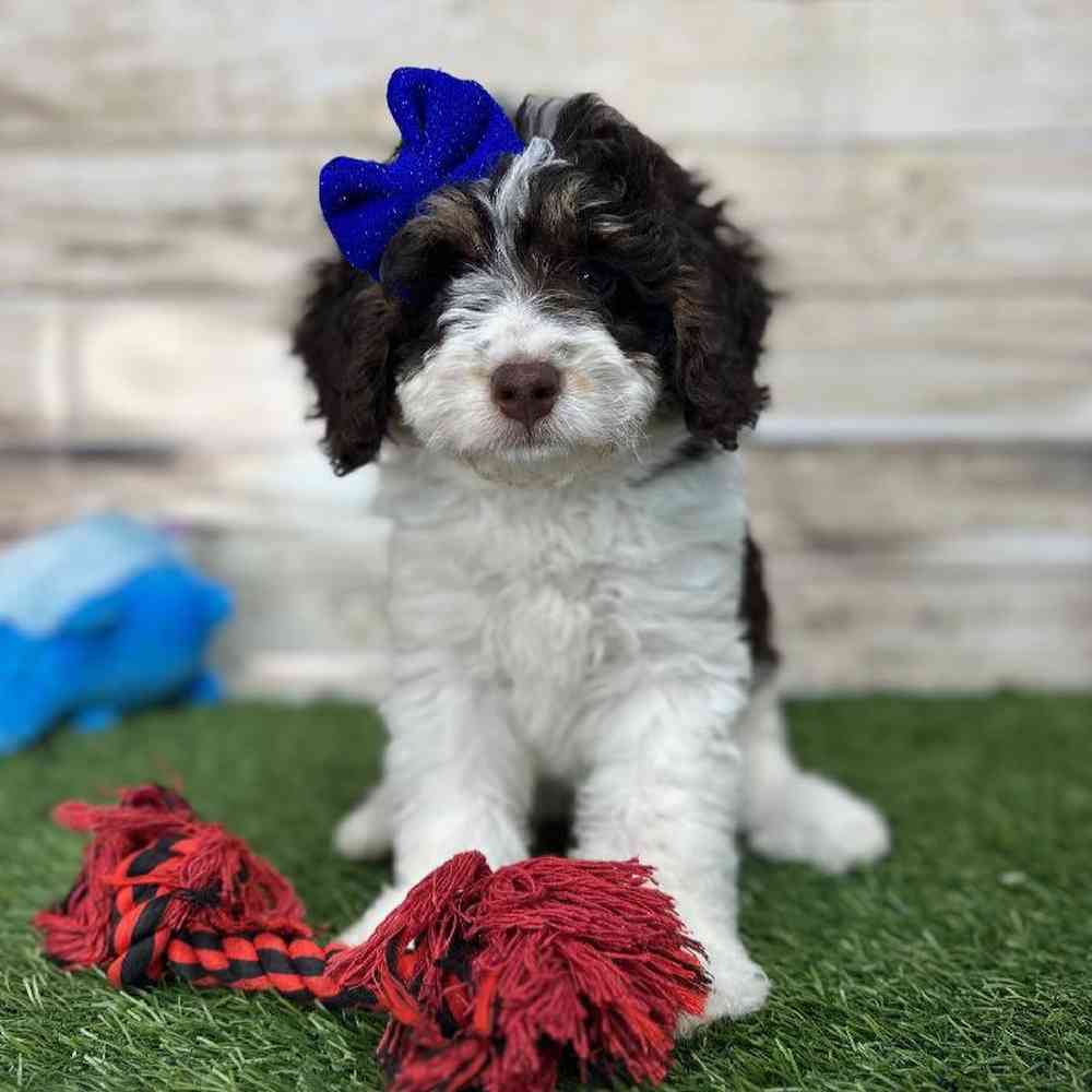Female Mini Bernedoodle 2nd Gen Puppy for Sale in Saugus, MA