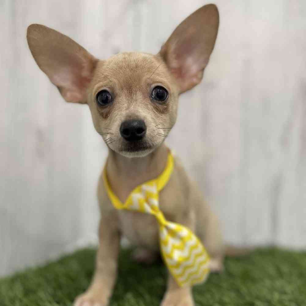 Male Chihuahua Puppy for Sale in Braintree, MA