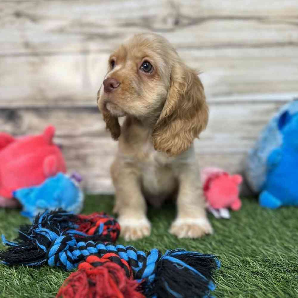 Male Cocker Spaniel Puppy for Sale in Saugus, MA