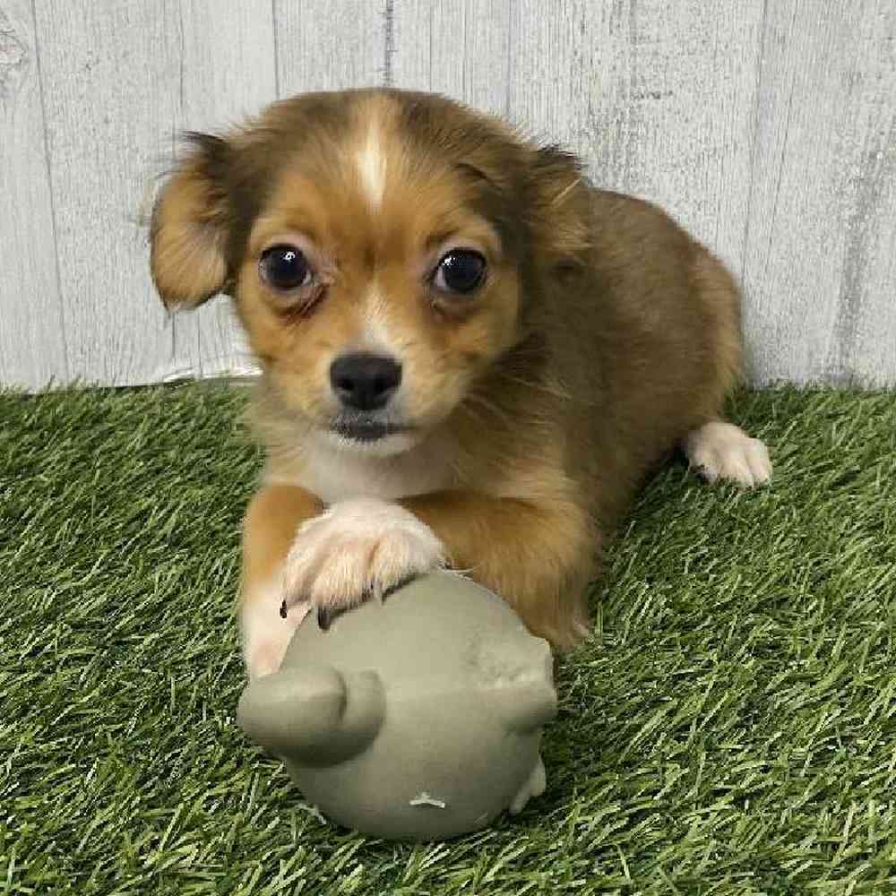 Male Chihuahua Puppy for sale