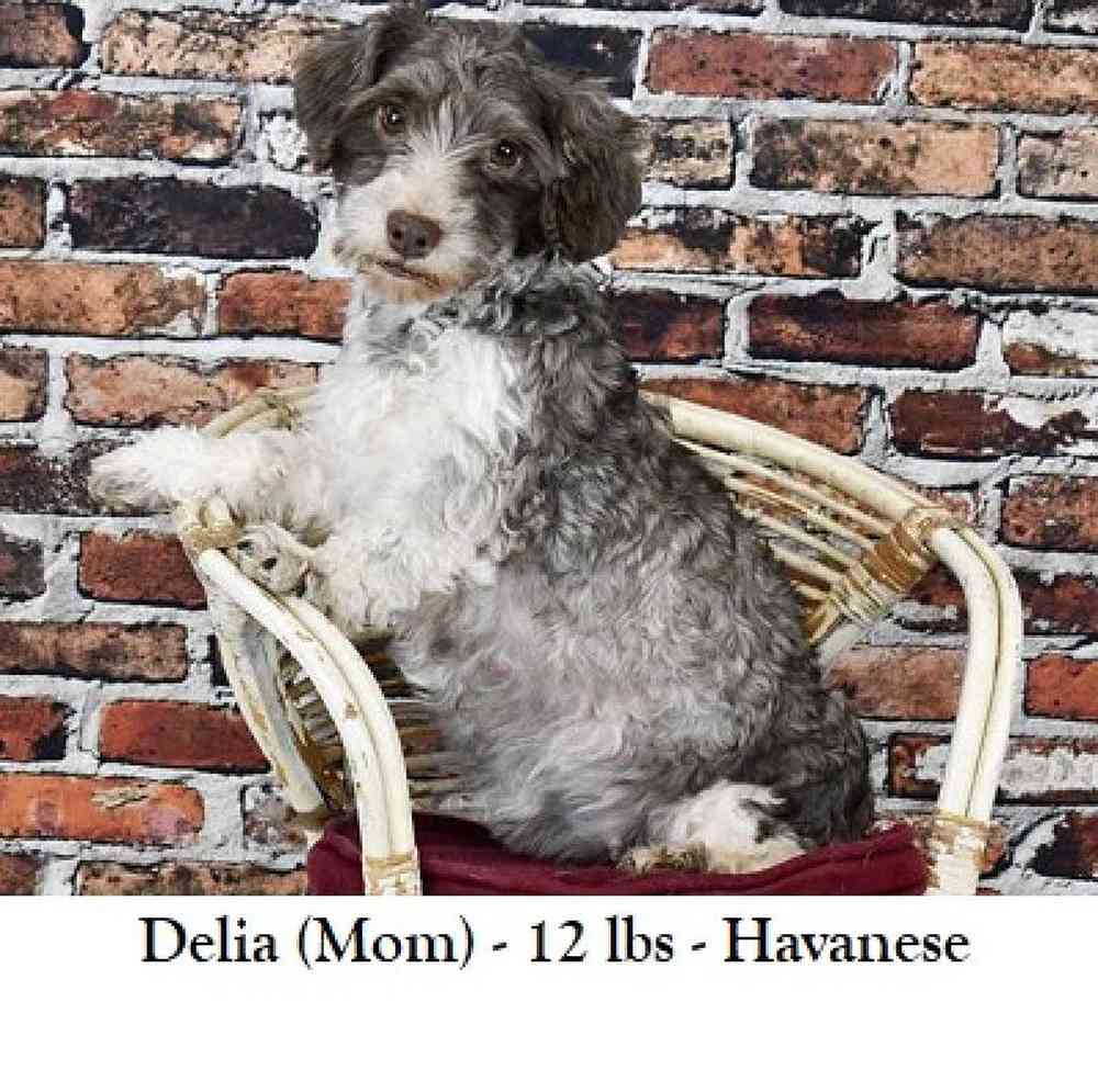 Female Havamalt Puppy for Sale in Saugus, MA