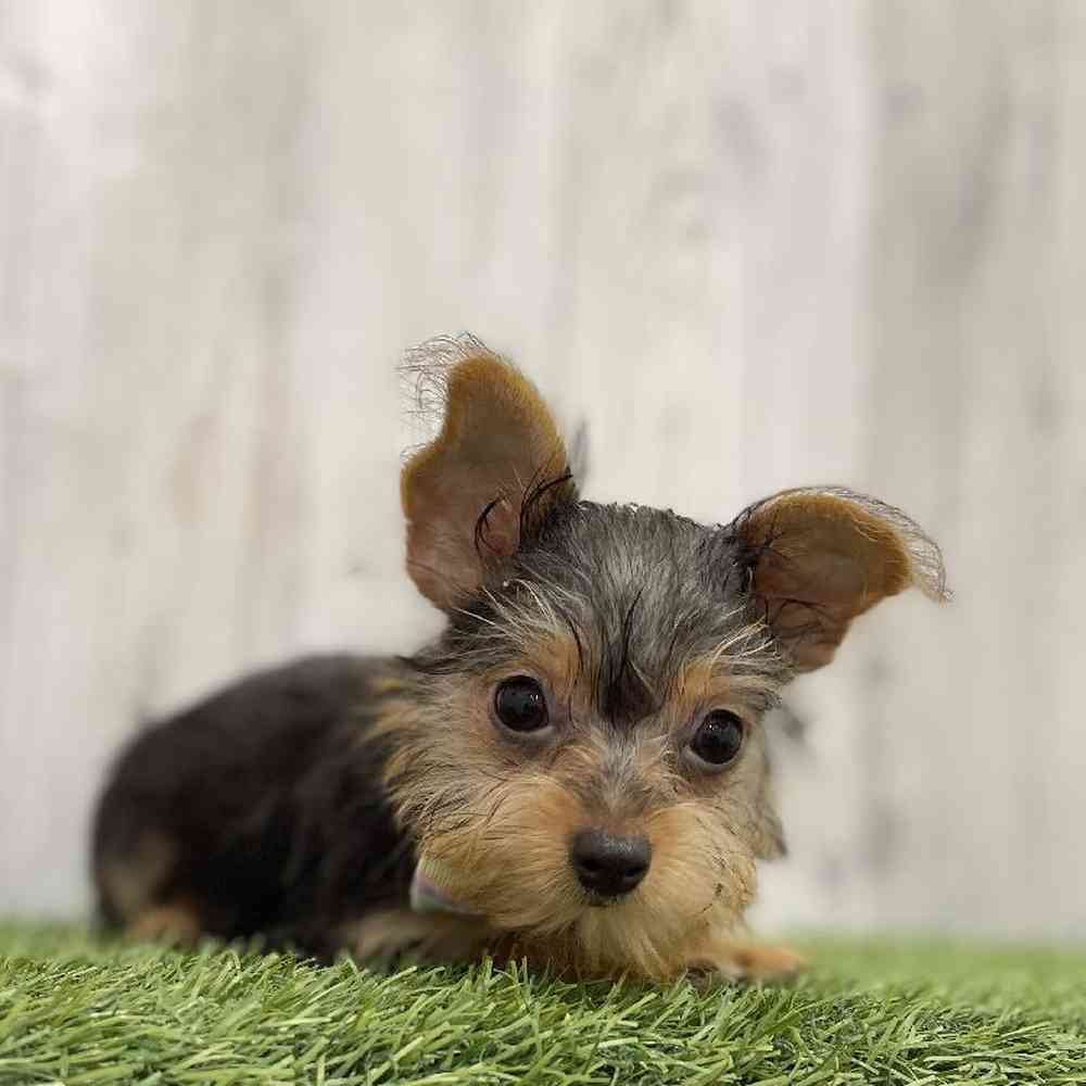 Male Chorkie Puppy for Sale in Braintree, MA