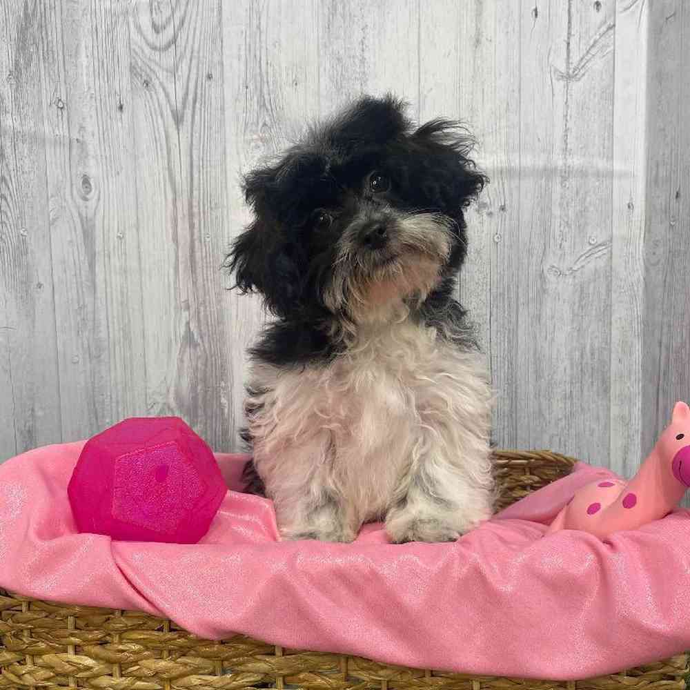 Female Shih-Poo Puppy for Sale in Saugus, MA