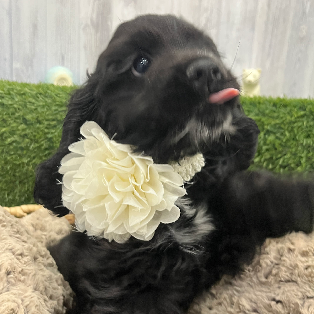 Female Cocker Spaniel Puppy for Sale in Braintree, MA