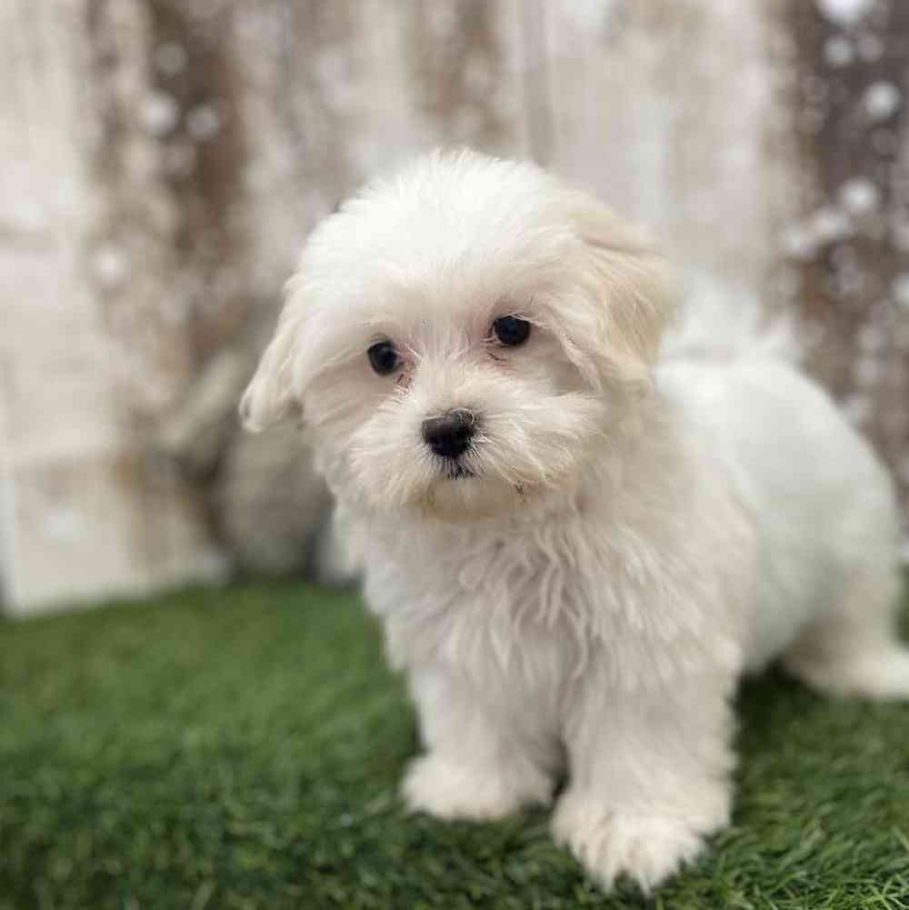 Female Havamalt Puppy for Sale in Braintree, MA