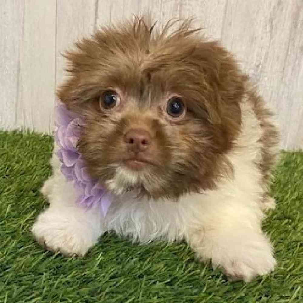 Female Hava-Pom Puppy for sale