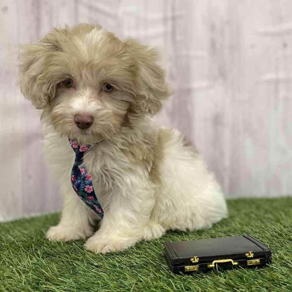 Male Havapoo Puppy for Sale in Braintree, MA