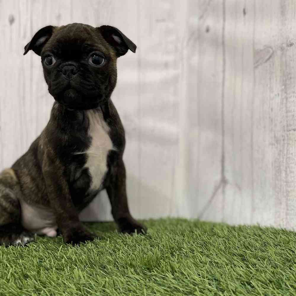Male Bugg Puppy for Sale in Braintree, MA