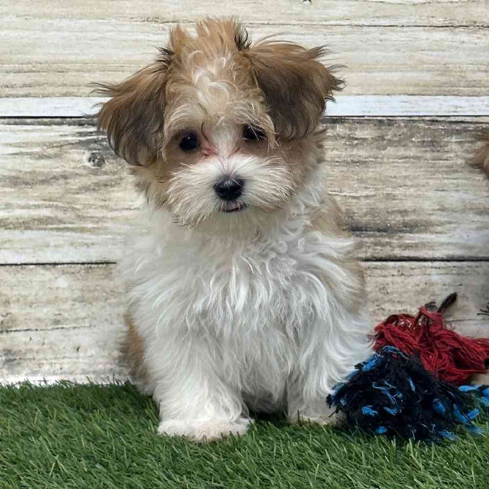 Female Havamalt Puppy for Sale in Saugus, MA
