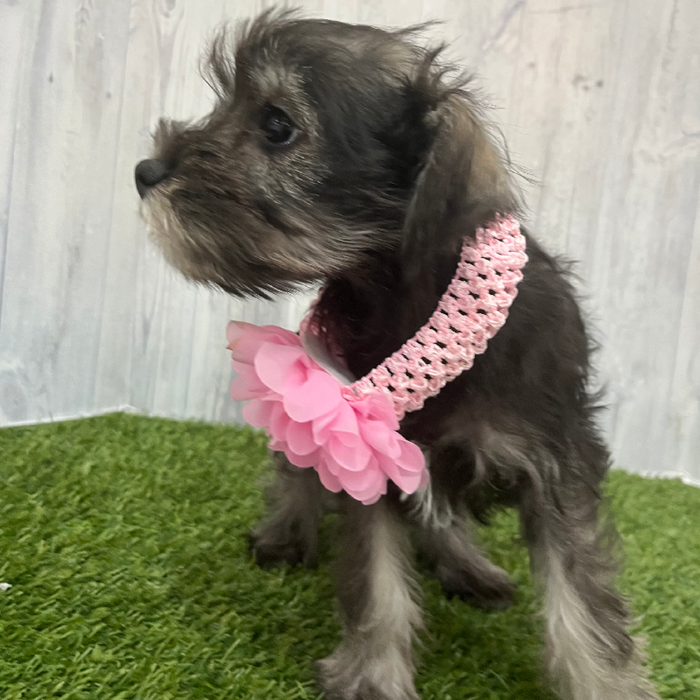 Female Miniature Schnauzer Puppy for Sale in Braintree, MA