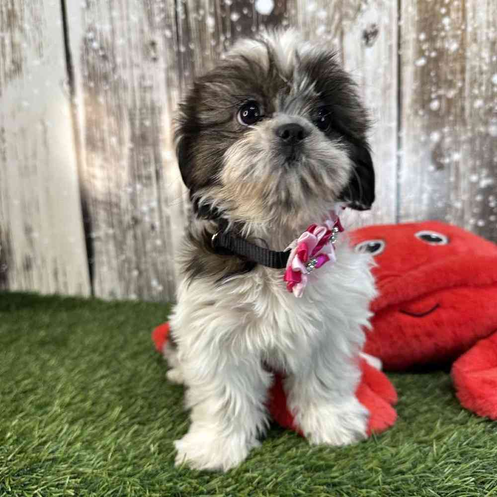 Female Shih Tzu Puppy for Sale in Saugus, MA