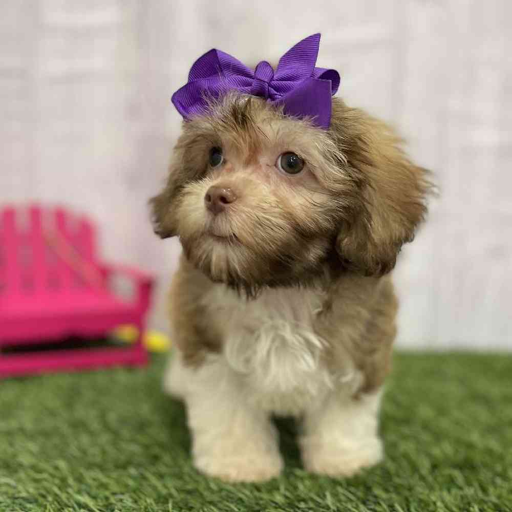 Female Havanese Puppy for Sale in Braintree, MA