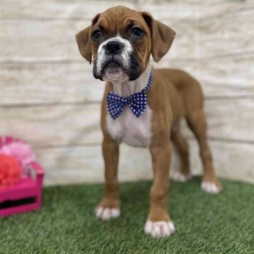 Male Boxer Puppy for Sale in Braintree, MA