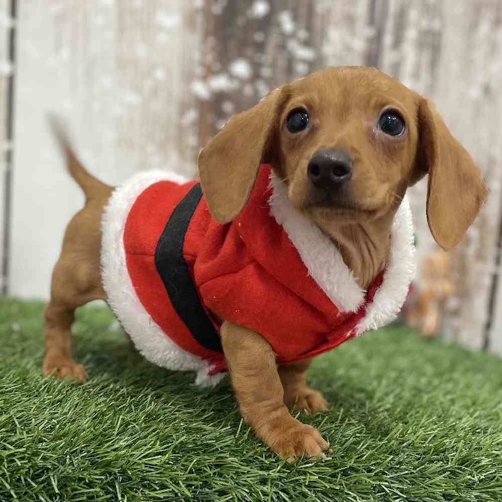 Male Dachshund Puppy for Sale in Braintree, MA