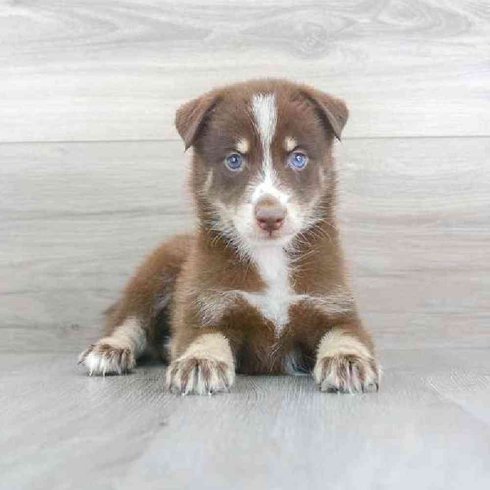 Male Pomsky Puppy for sale
