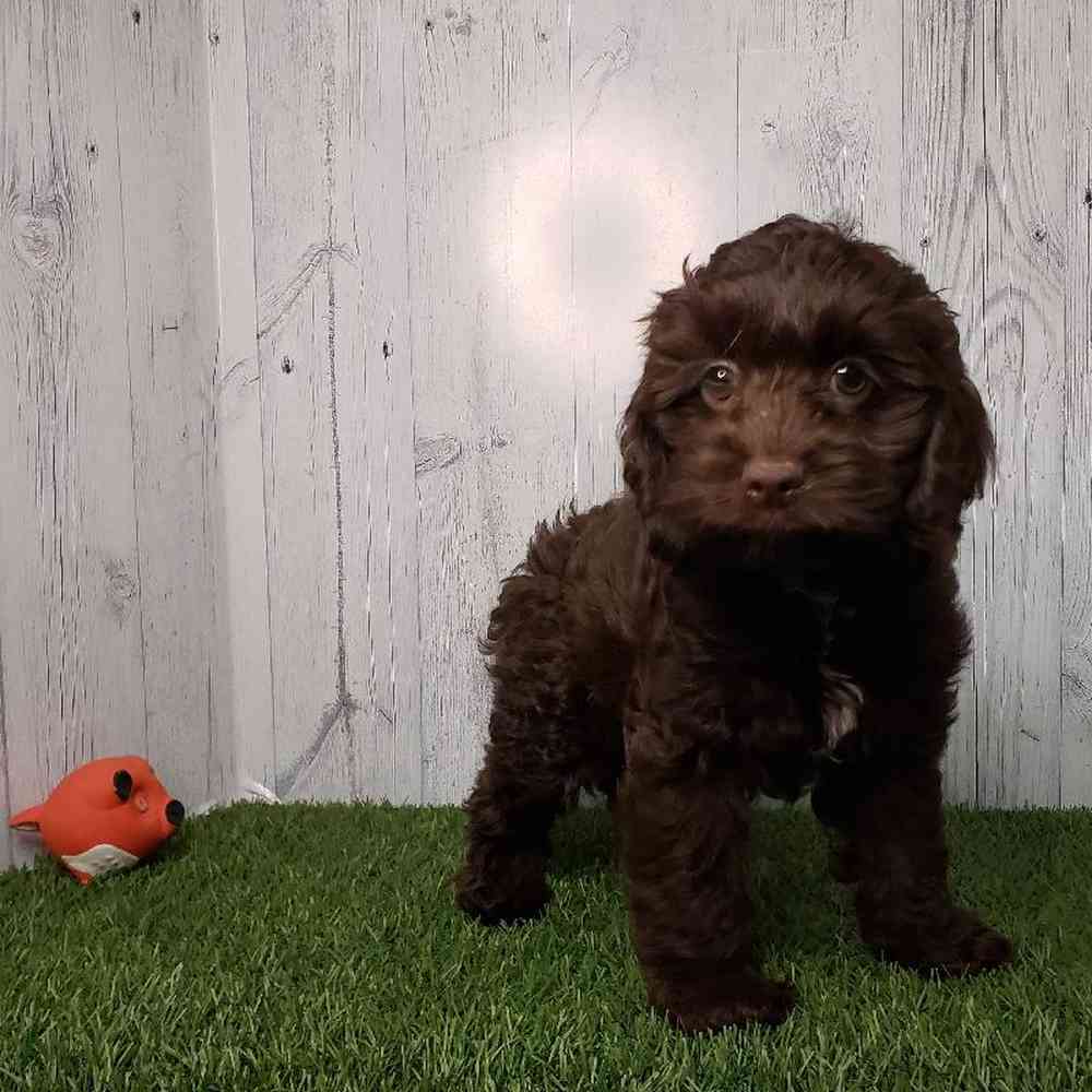 Male Cock-A-Poo Puppy for sale