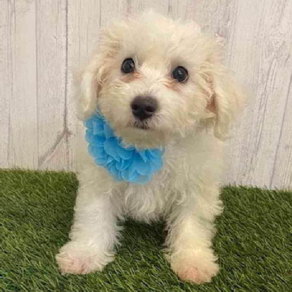 Female Bichon Frise Puppy for sale