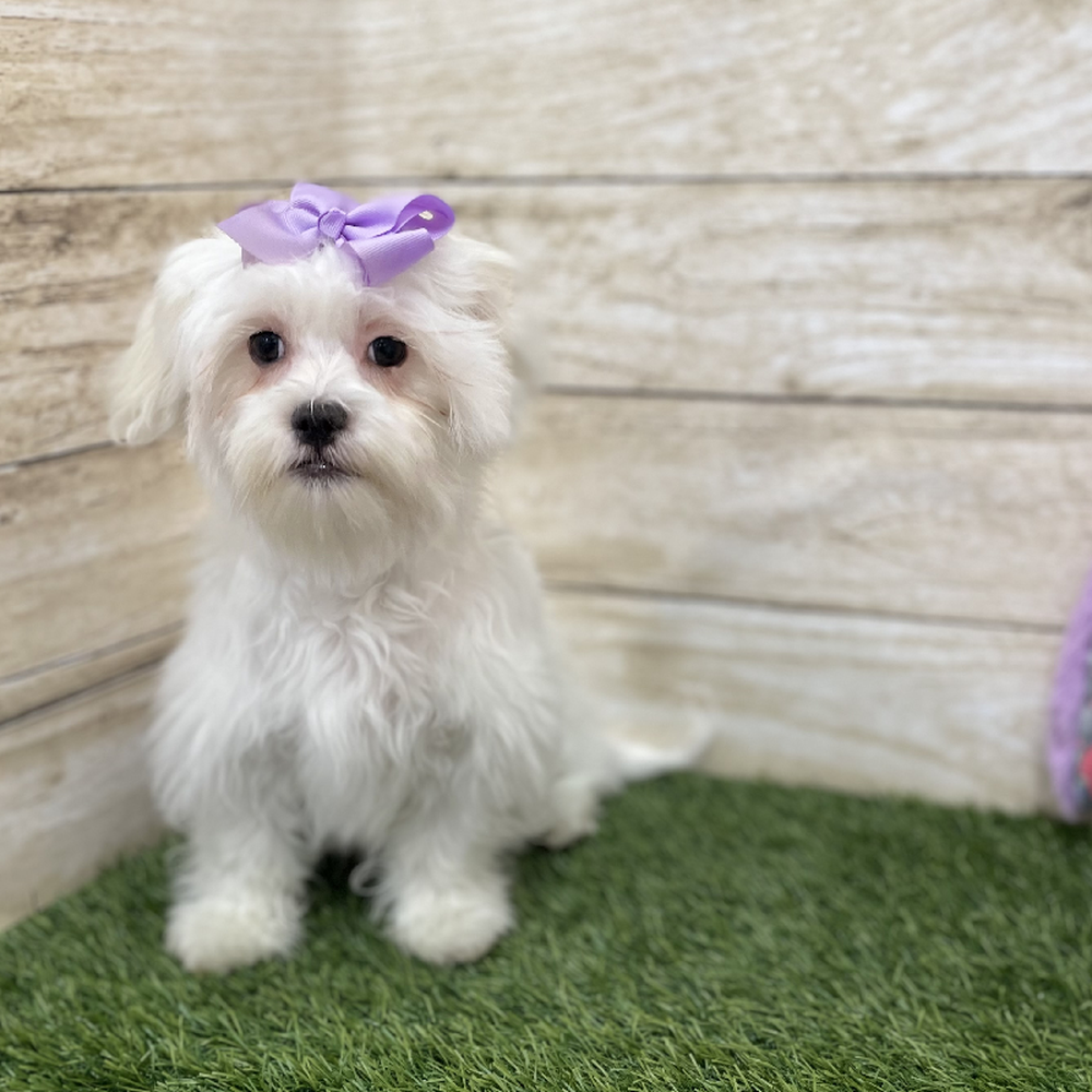 Female Malshi Puppy for Sale in Braintree, MA