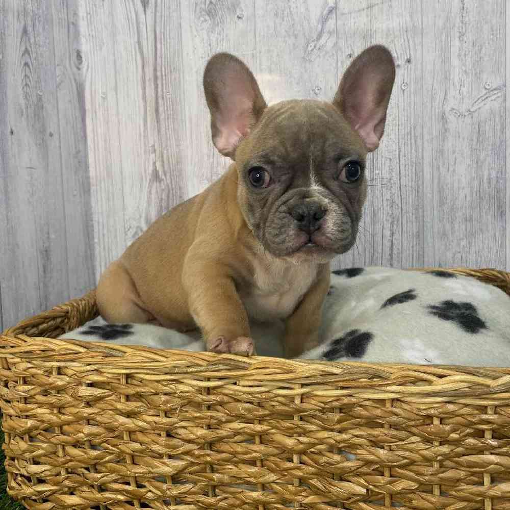 Male French Bulldog Puppy for Sale in Saugus, MA