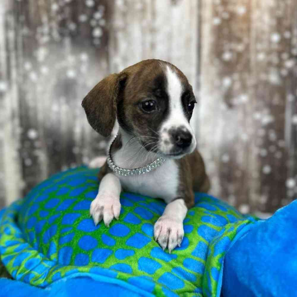 Female Boglen Terrier Puppy for Sale in Saugus, MA