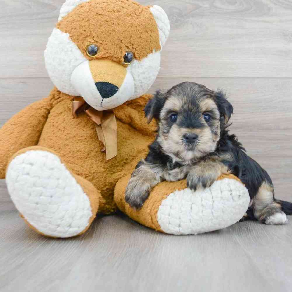 morkie-zeppelin-5688124367075950.jpg