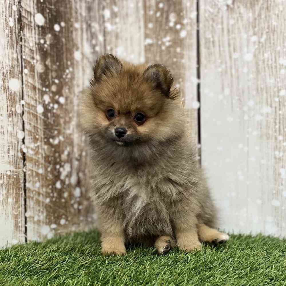 Female Pomeranian Puppy for Sale in Braintree, MA