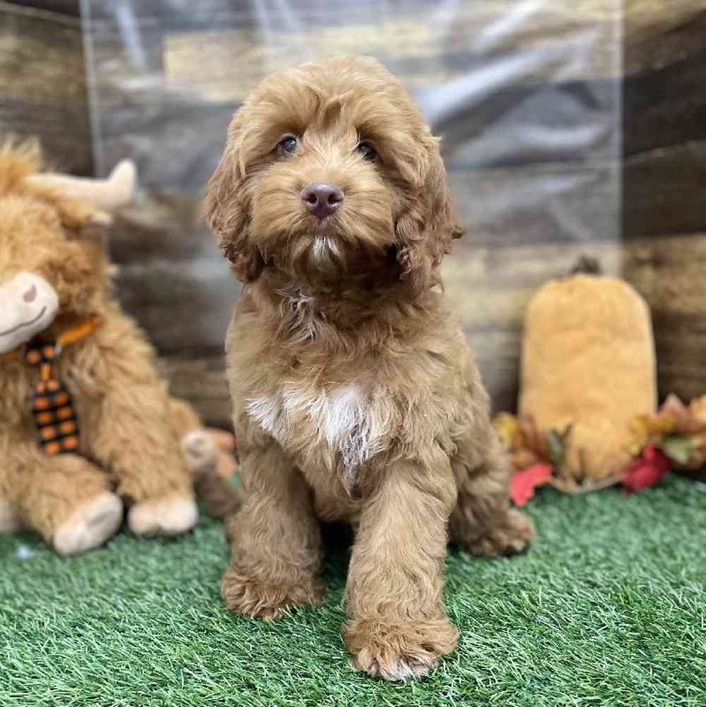 Cockapoo For Sale Pet Express Braintree