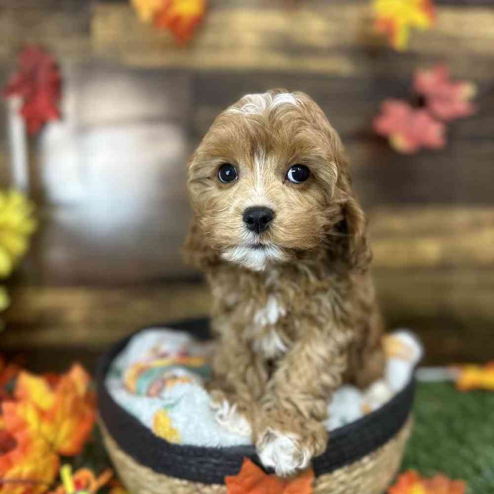Female Cavapoo Puppy for Sale in Saugus, MA