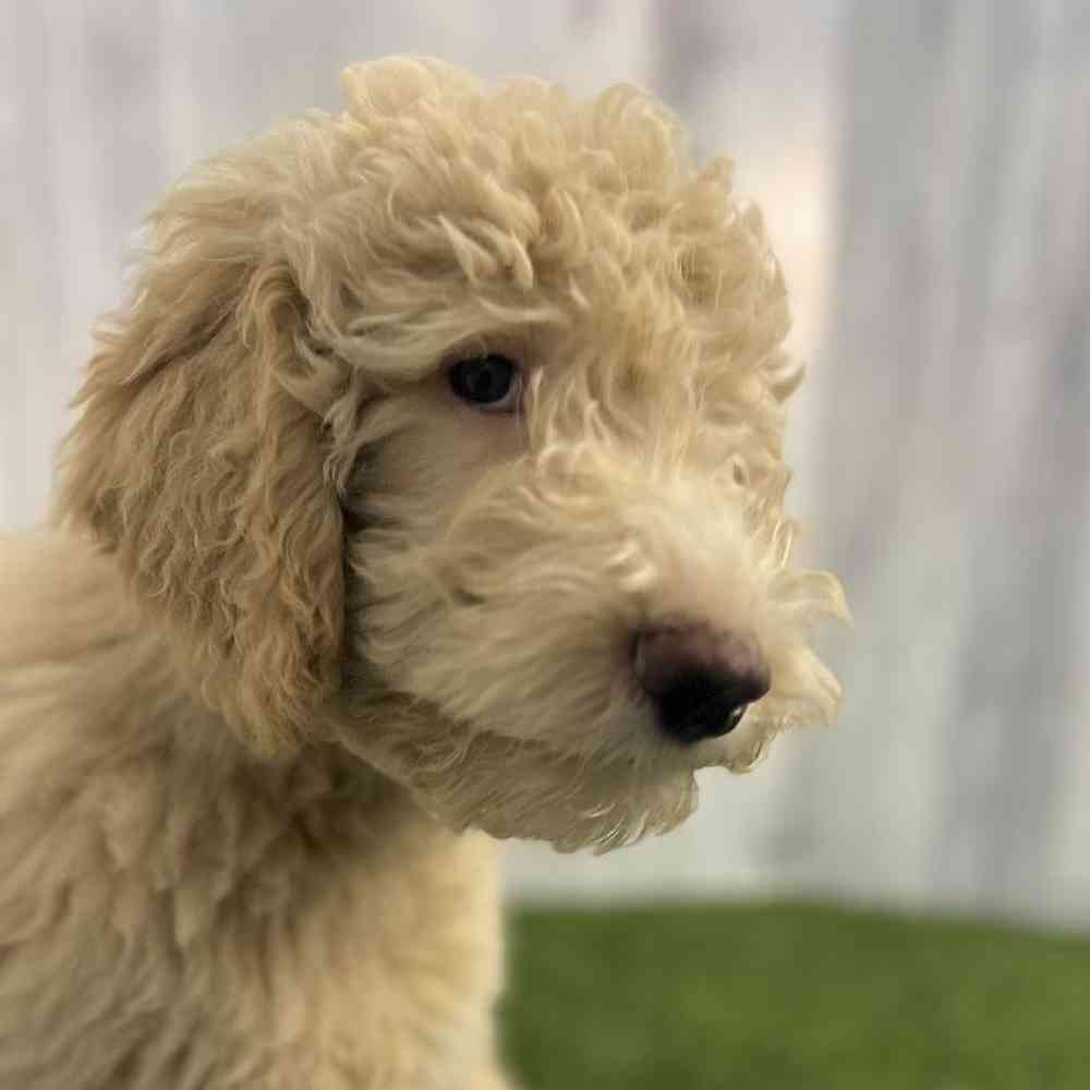 Male Aussiedoodle (Std F2) Puppy for sale
