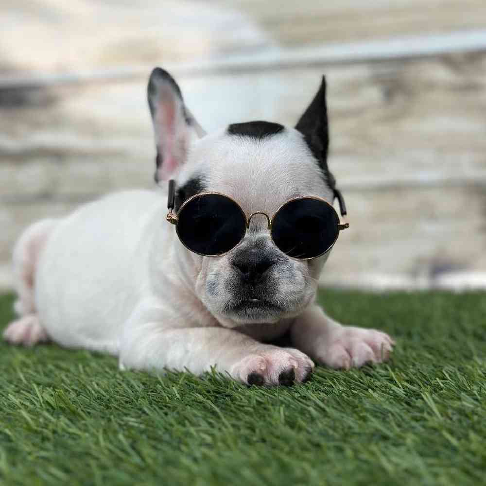 Male French Bulldog Puppy for Sale in Saugus, MA
