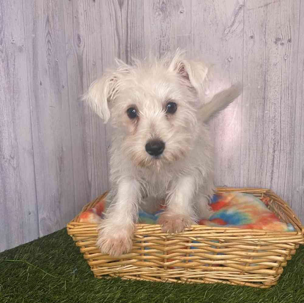 Female Wauzer (Westie/Min Schnauzer) Puppy for Sale in Saugus, MA