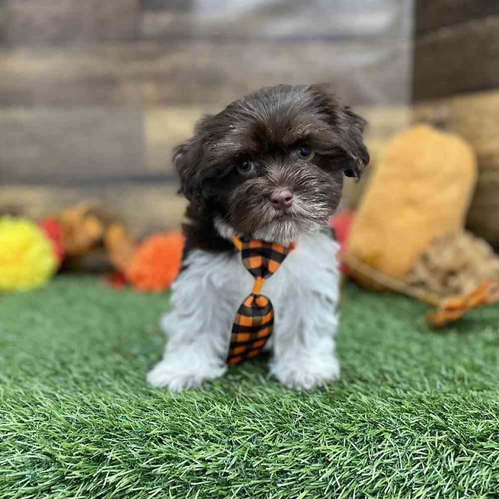 Male Havanese Puppy for Sale in Braintree, MA