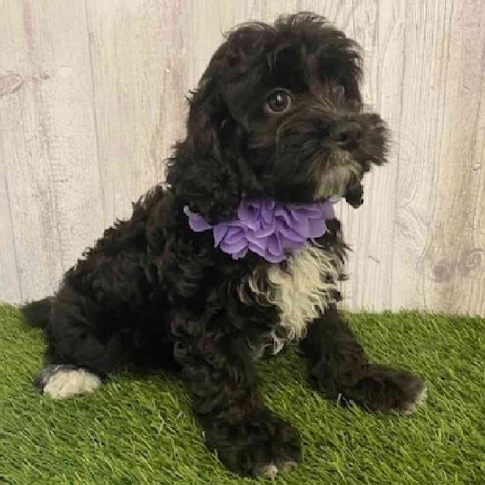 Female Cockapoo Puppy for sale