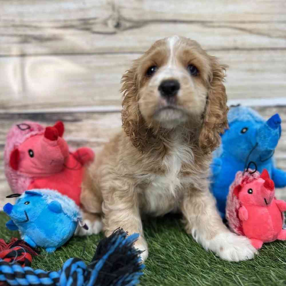 Male Cockalier Puppy for Sale in Saugus, MA