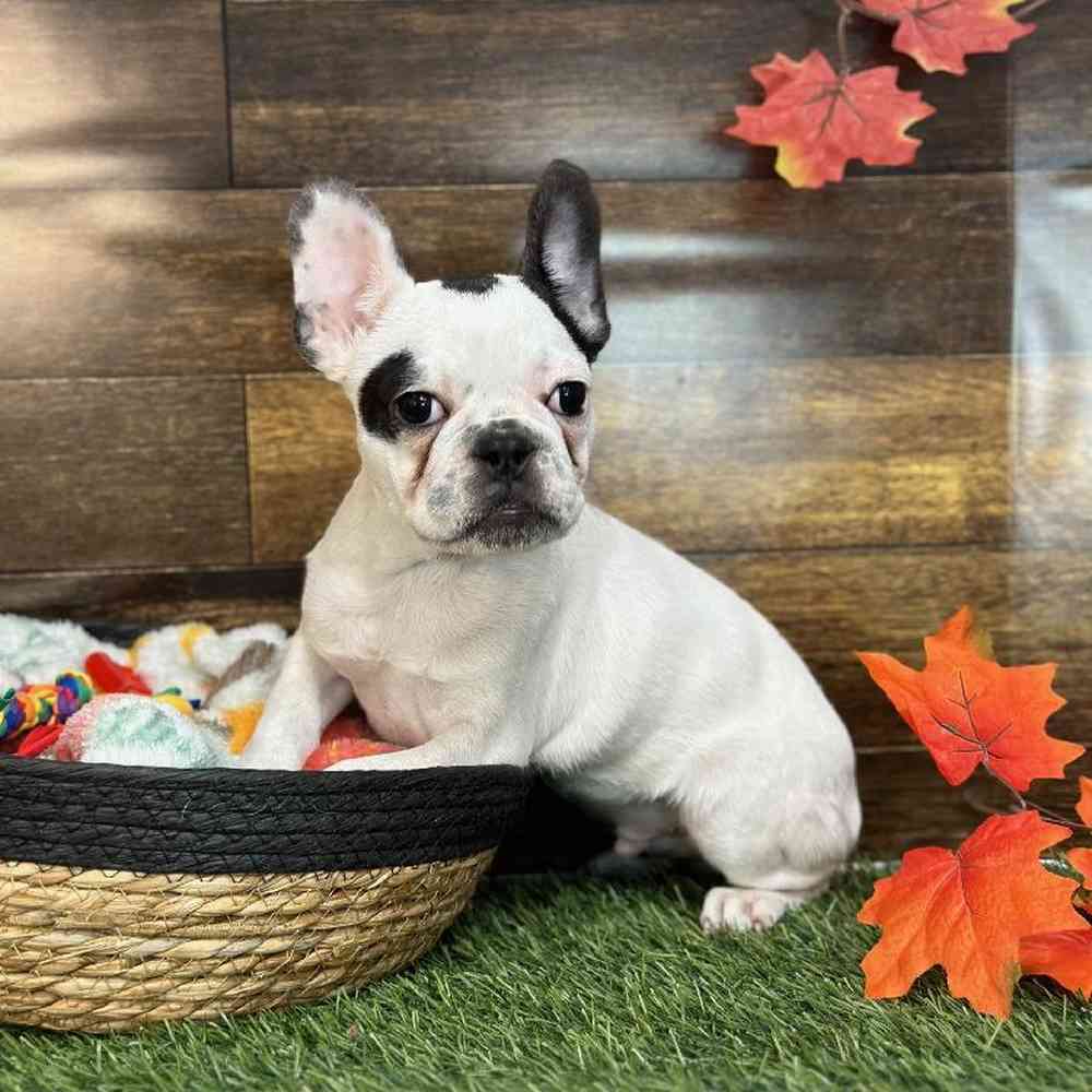 Male French Bulldog Puppy for Sale in Saugus, MA