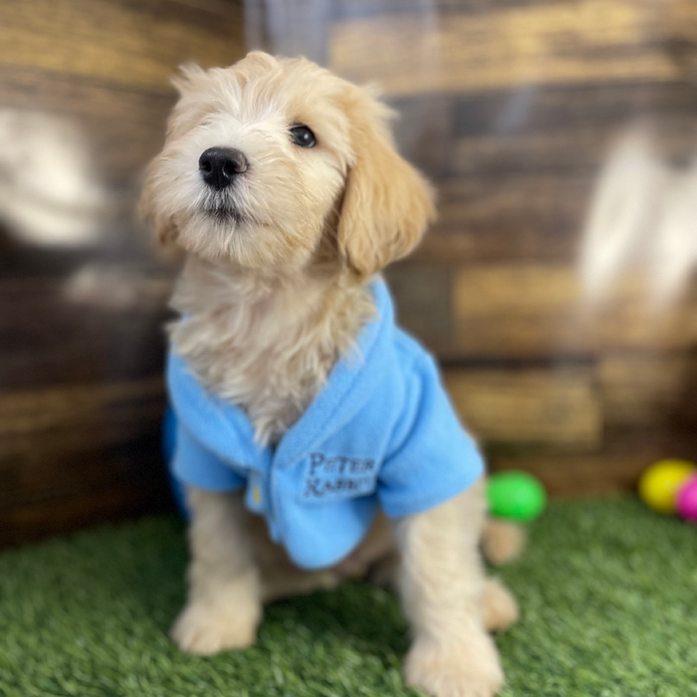 Male Mini Labradoodle 2nd Gen Puppy for Sale in Saugus, MA