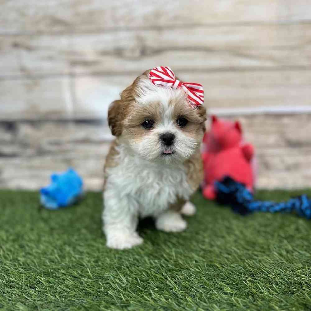 Female Shih Tzu Puppy for Sale in Saugus, MA