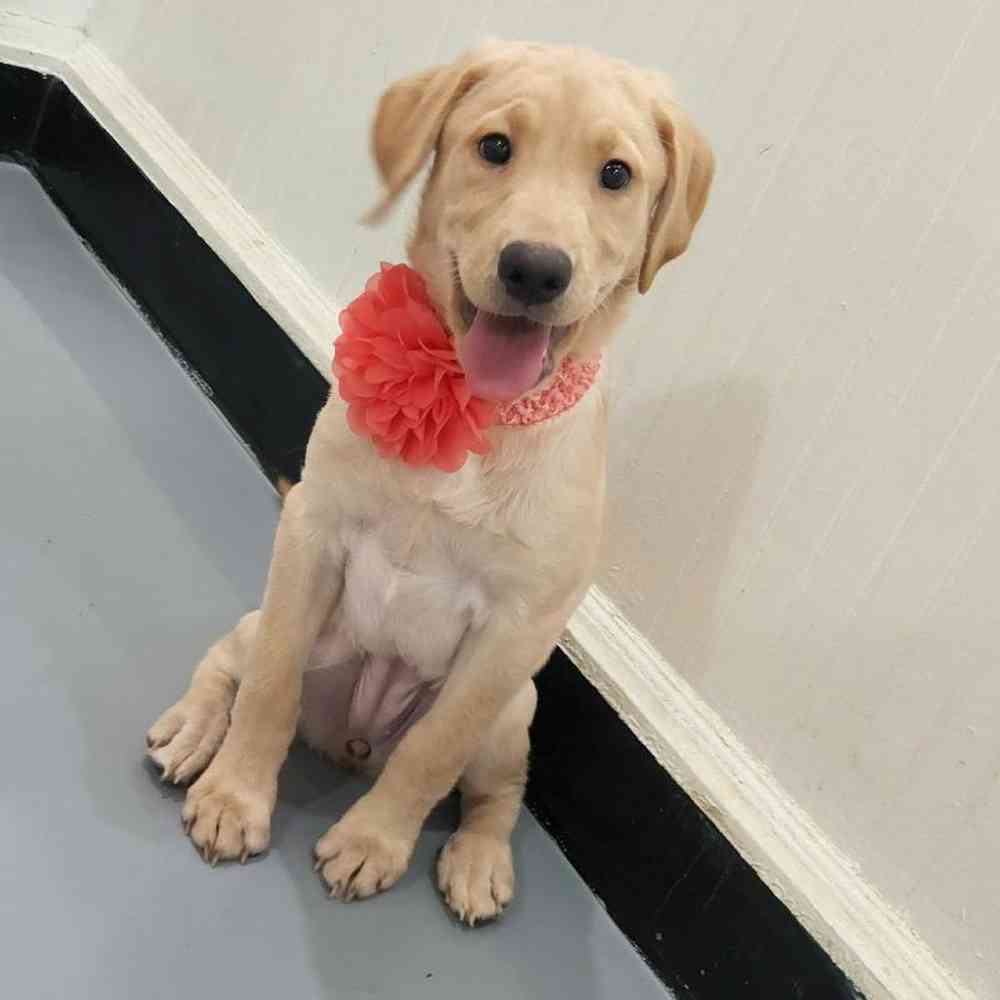 Female Labrador Retriever Puppy for sale