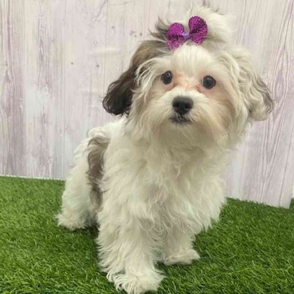 Female Shih-Poo Puppy for Sale in Braintree, MA