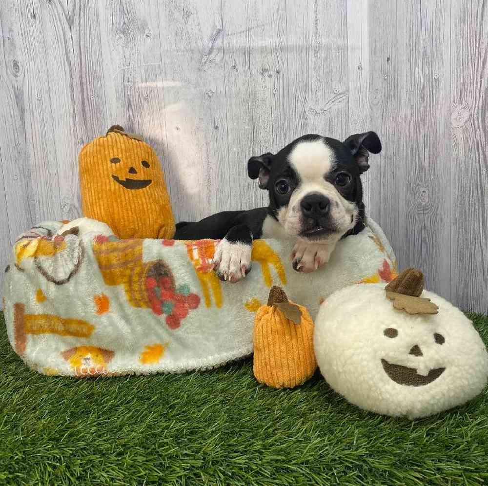 Male Boston Terrier Puppy for Sale in Saugus, MA