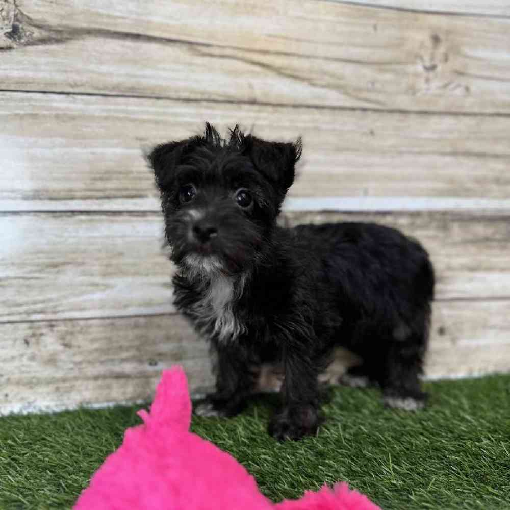 Female Yorkie-Poo Puppy for Sale in Saugus, MA