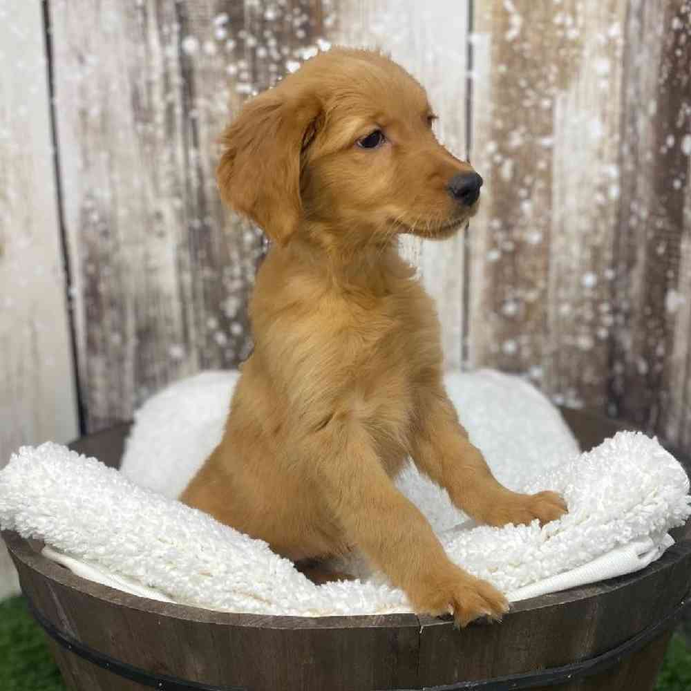 Female Golden Retriever Puppy for Sale in Saugus, MA